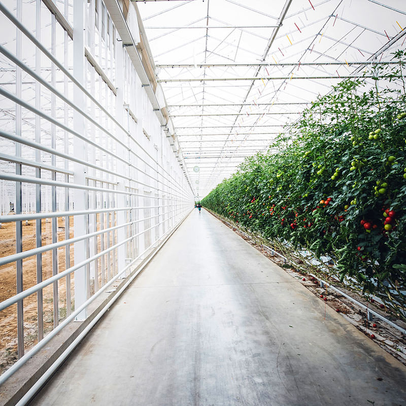 serra pomodori ricerca innovazione